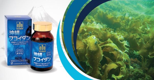 Okinawa Fucoidan Kanehide Bio 180 Viên – Phòng ngừa và hỗ trợ điều trị ung thư hiệu quả