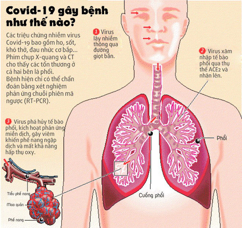 Virus Covid 19 tàn phá phổi con người như thế nào?